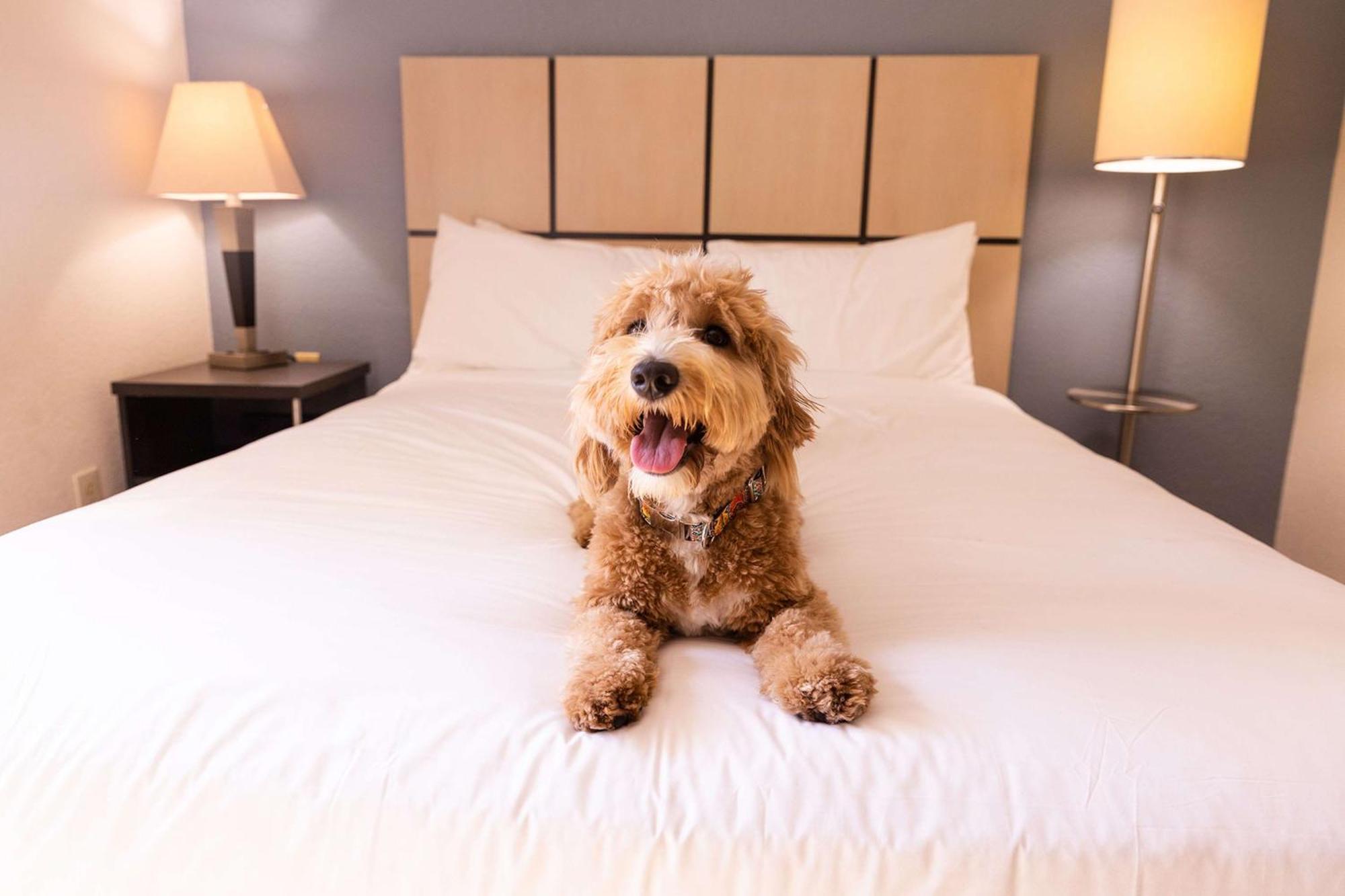 Sonesta Simply Suites Phoenix Glendale Zewnętrze zdjęcie